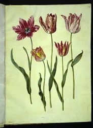 Tulipa gesneriana (har tulpan)