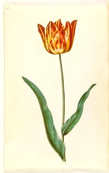 Tulipa gesneriana (har tulpan)