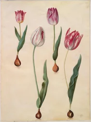 Tulipa gesneriana (har tulpan)