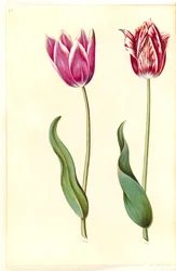 Tulipa gesneriana (har tulpan)
