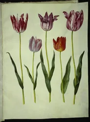 Tulipa gesneriana (har tulpan)