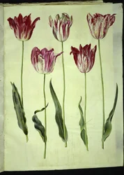 Tulipa gesneriana (har tulpan)