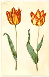 Tulipa gesneriana (har tulpan)