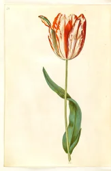 Tulipa gesneriana (har tulpan)