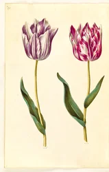 Tulipa gesneriana (har tulpan)
