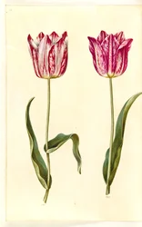 Tulipa gesneriana (har tulpan)