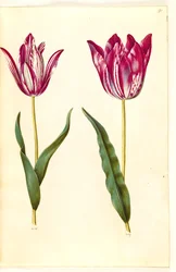 Tulipa gesneriana (har tulpan)