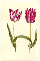 Tulipa gesneriana (har tulpan)
