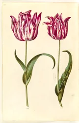 Tulipa gesneriana (har tulpan)
