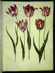 Tulipa gesneriana (har tulpan)