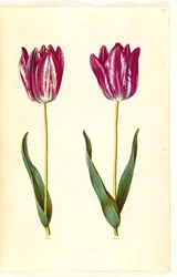 Tulipa gesneriana (har tulpan)