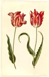 Tulipa gesneriana (har tulpan)
