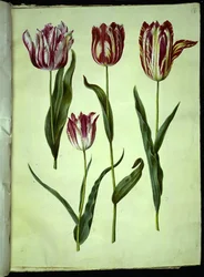 Tulipa gesneriana (har tulpan)