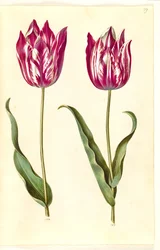 Tulipa gesneriana (har tulpan)