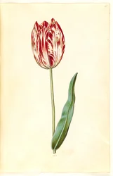 Tulipa gesneriana (har tulpan)