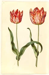 Tulipa gesneriana (har tulpan)