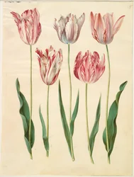 Tulpan gesneriana
