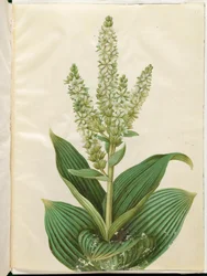 Veratrum album (vitt hopfällbart blad)