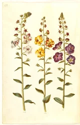 Verbascum blattaria (klase-kongelys); Fenicisk verbascum (lila-congelys)