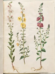 Verbascum blattaria (klase-kongelys); Fenicisk verbascum (lila-congelys)