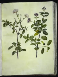Viburnum tinus (vinter snöboll)