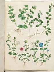 Vinca minor (liten vintergrön)