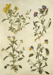 Viola cornuta (hornviolett); Viola tricolor (vanlig pensé)