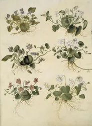 Viola odorata (marts-viol)