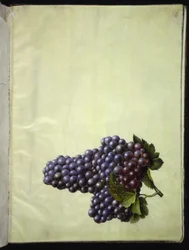 Vitis vinifera (vanligt vin)