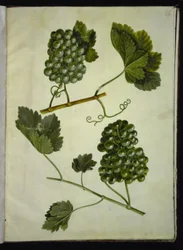 Vitis vinifera (vanligt vin)