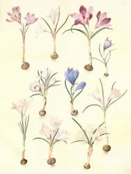 krokus vernus