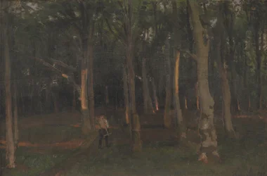 Skog vid solnedgången