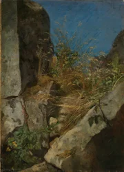Gräs mellan klippor