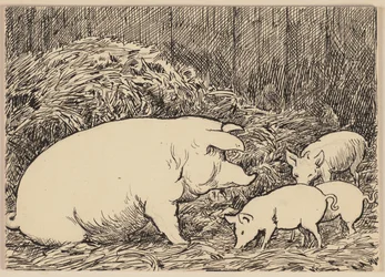 Illustration till läroboken: Gris