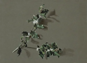 Ilex aquifolium L. Järnek, c1870-1920.