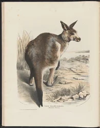 Australiens däggdjur (Krefft) Nla.obj-33627803-11 Känguru