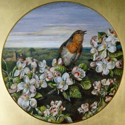 En Robin Among Blossom