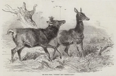 The Royal Stags, Woodman and Farmer