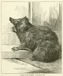 Timothy, vårt husdjur Hedgehog