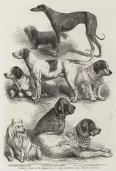 Vinnare av priser på International Dog Show, Agricultural Hall, Islington