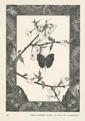 Fjärilen. De blommade i dag, för att falla av imorgon.
