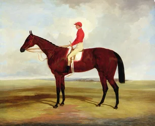 Lord Clifdens brunbruna kapplöpningshäst Surplice med S. Templeman upp (olja på duk)