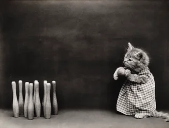 Serie med kattungar: Bowling, ca 1914 (silvertryck)