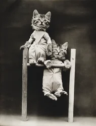 Serie med kattungar: Excercising, ca 1914 (silvertryck)