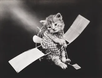 Serie med kattungar: Pilot flyger flygplan, ca 1914 (silvertryck)