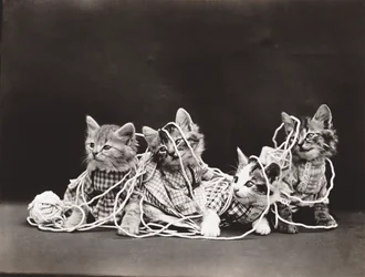 Serie med kattungar: Tangled in Yarn, ca 1914 (silvertryck)