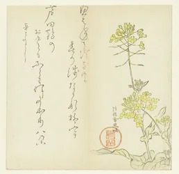 Blommor
