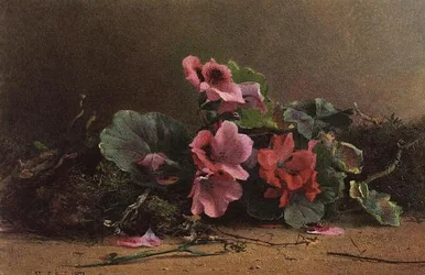 En studie av pelargoner