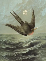 Fregattfågel (chromolitho)