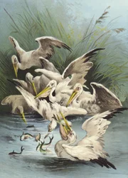 Pelikaner som matar (chromolitho)